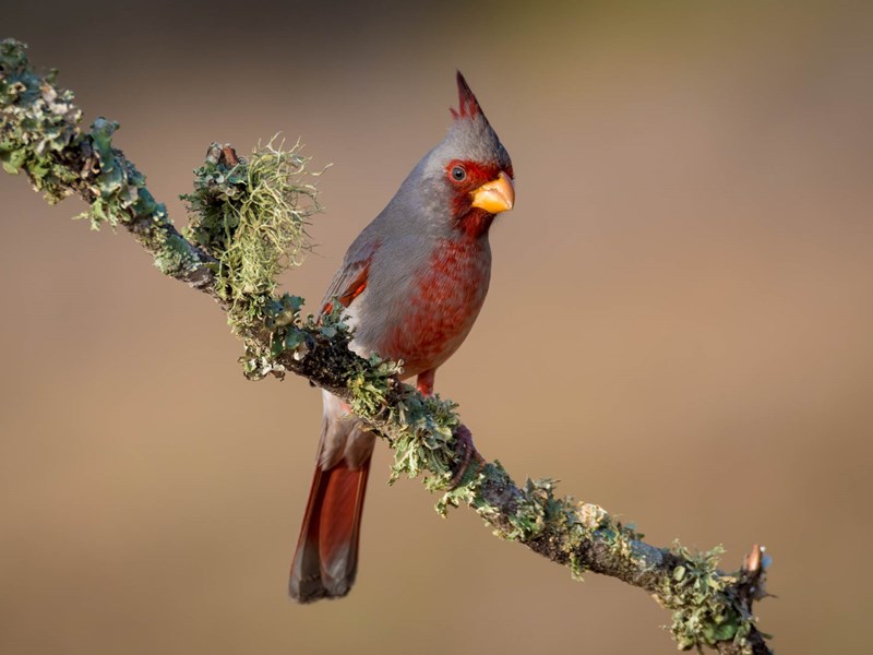 Pyrrhuloxia