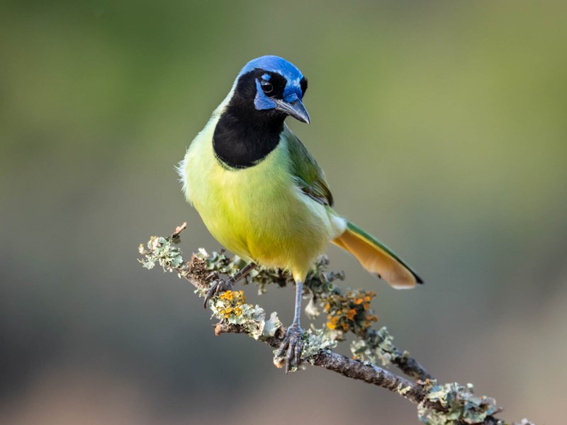 Green Jay