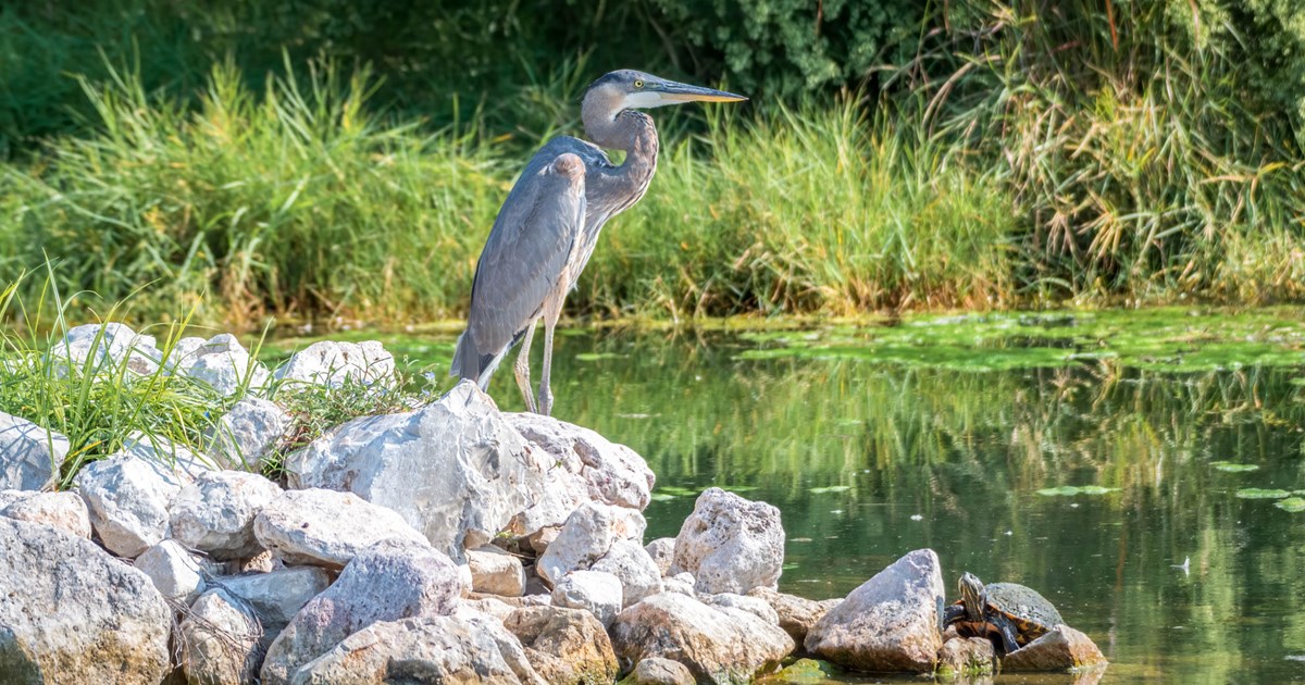 Great Blue Heron
