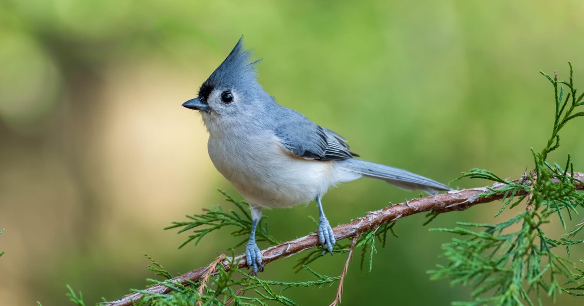 Tufted Titmouse