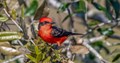 Vermilion Flycatcher