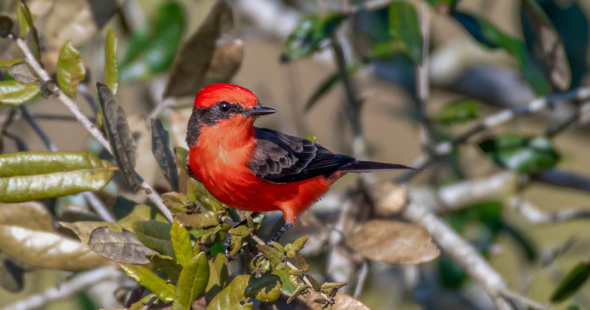 Vermilion Flycatcher