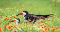 Black Skimmer