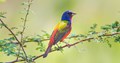 Painted Bunting