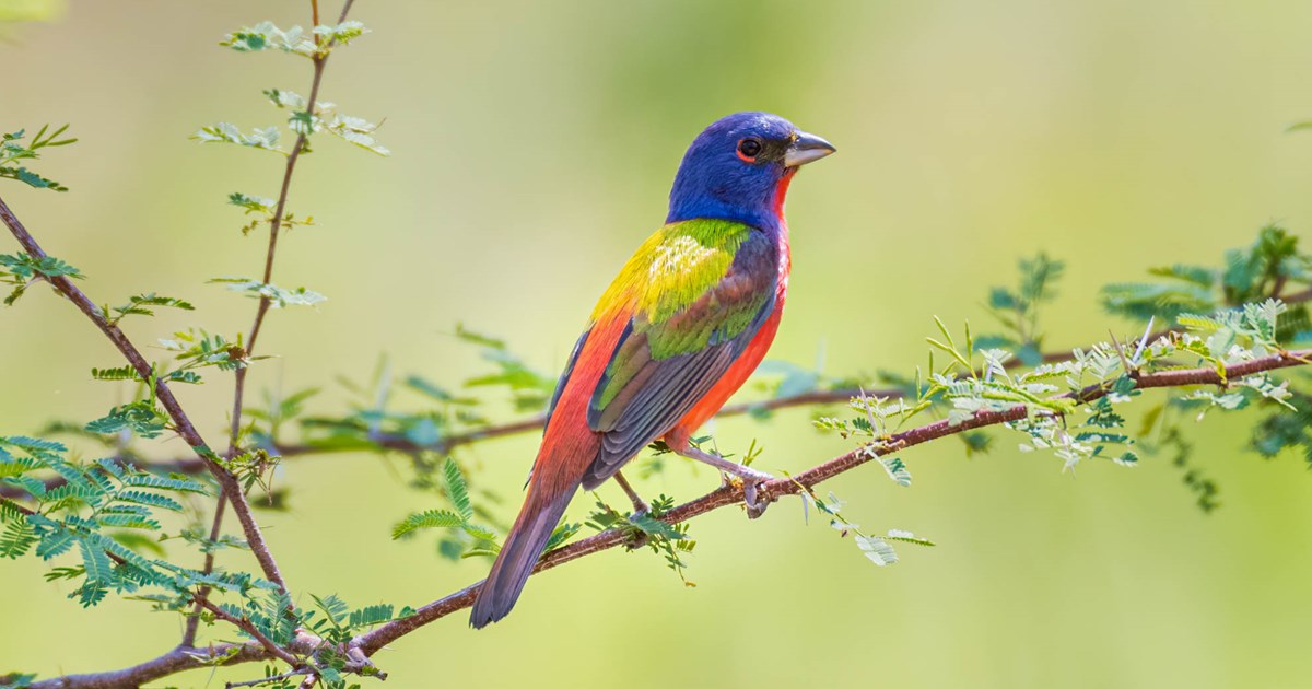 Painted Bunting