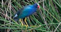 Purple Gallinule