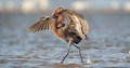 Reddish Egret