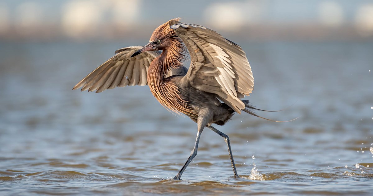 Reddish Egret