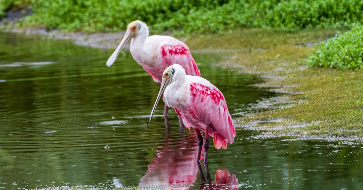 Roseate Spoonbill