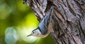 White-breasted Nuthatch