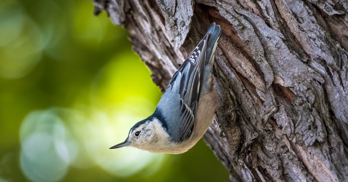White-breasted Nuthatch