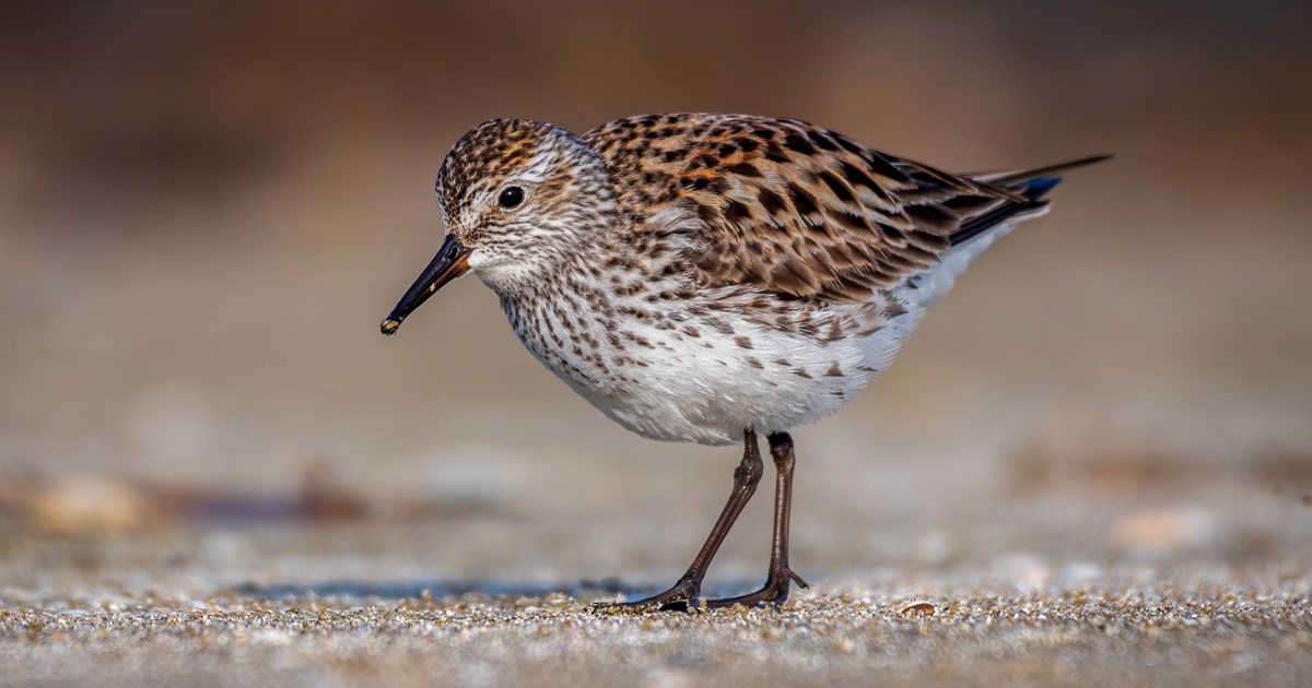 White Rumped Sandpiper