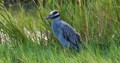 Yellow Crowned Night Heron