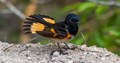 American Redstart