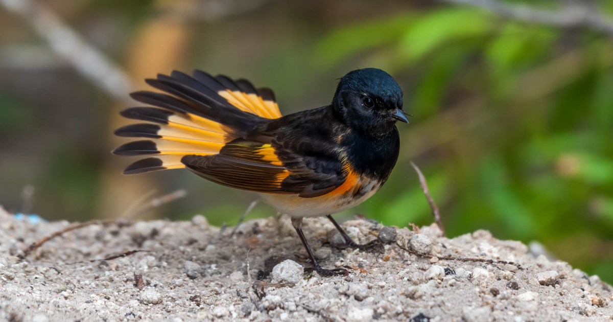 American Redstart