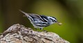 Black & White Warbler