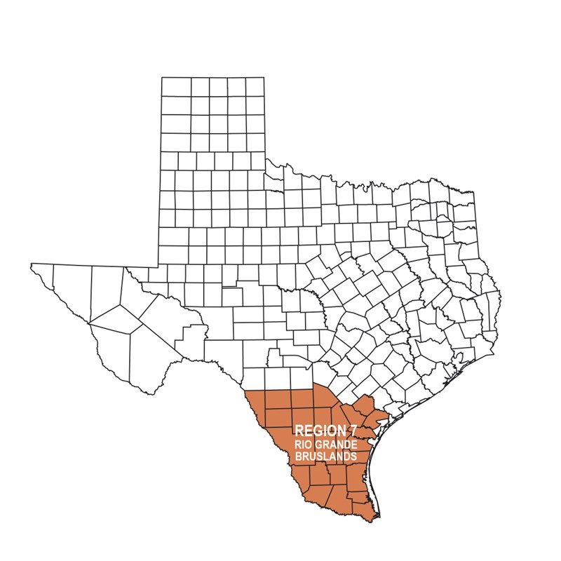 Texas Regions Texas Ornithological Society
