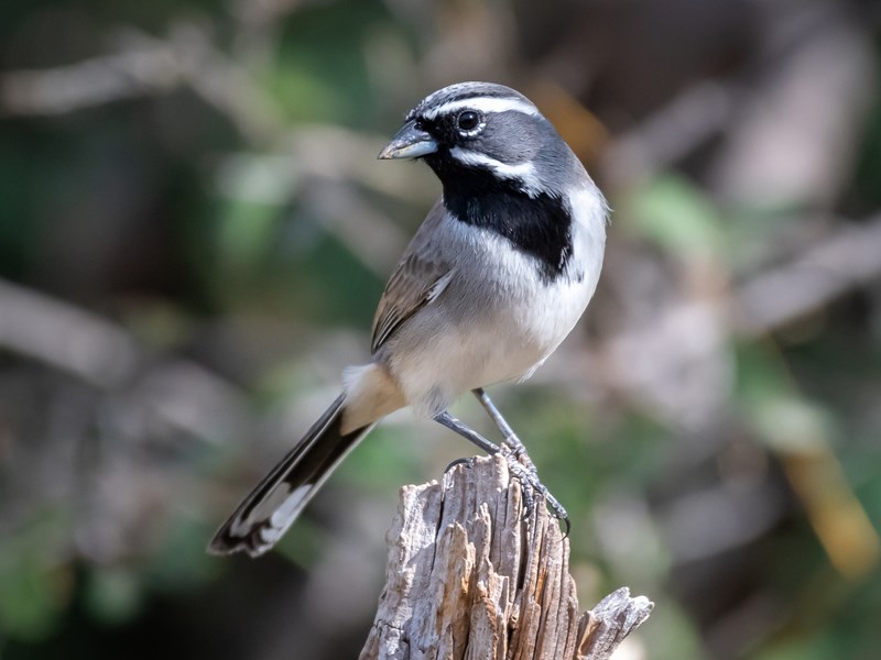 Region 5 - Edwards Plateau | Texas Ornithological Society
